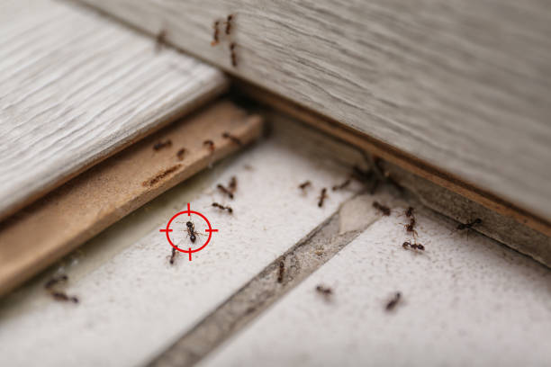 Best Flea Control Services  in Perry, MI